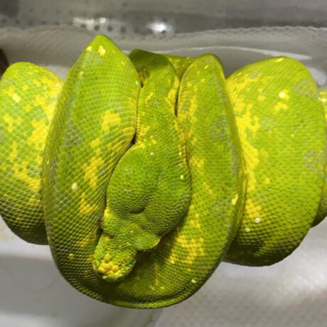 グリーンパイソン | 白黒はっきりつけます