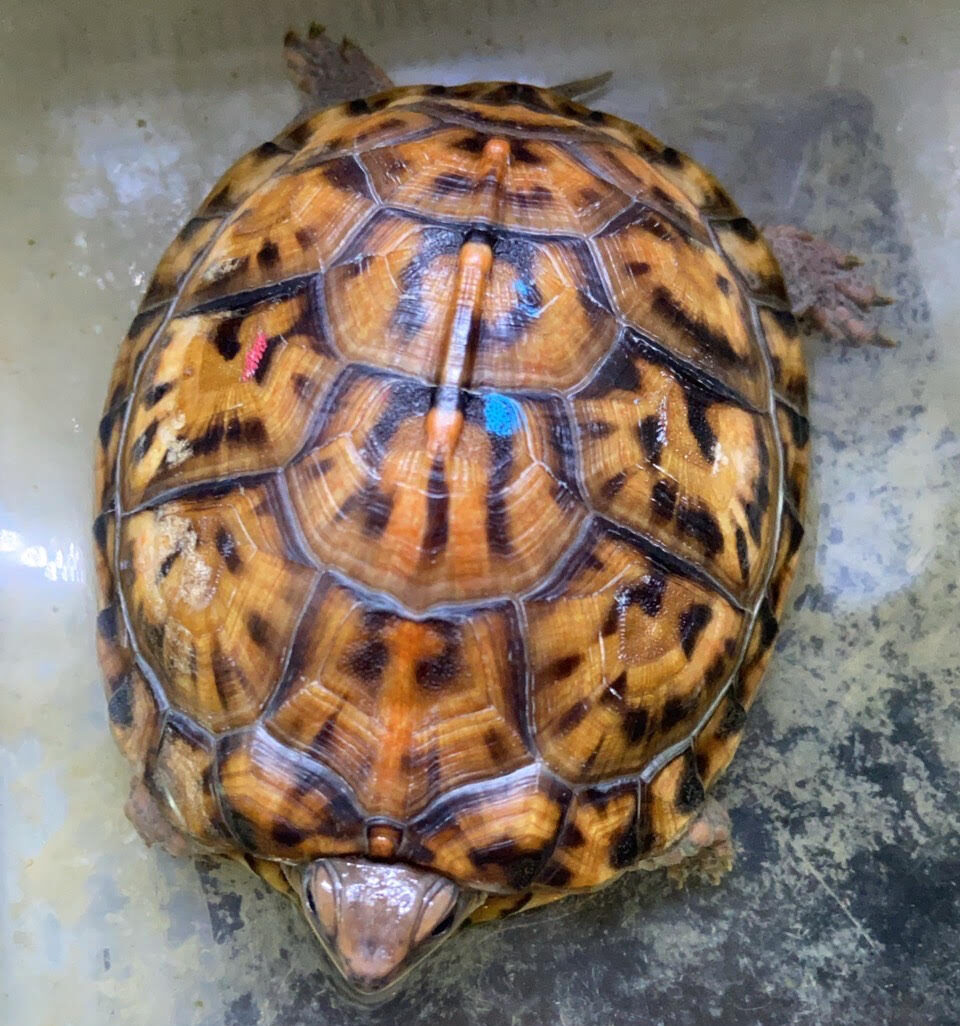 トウブハコガメ | 白黒はっきりつけます