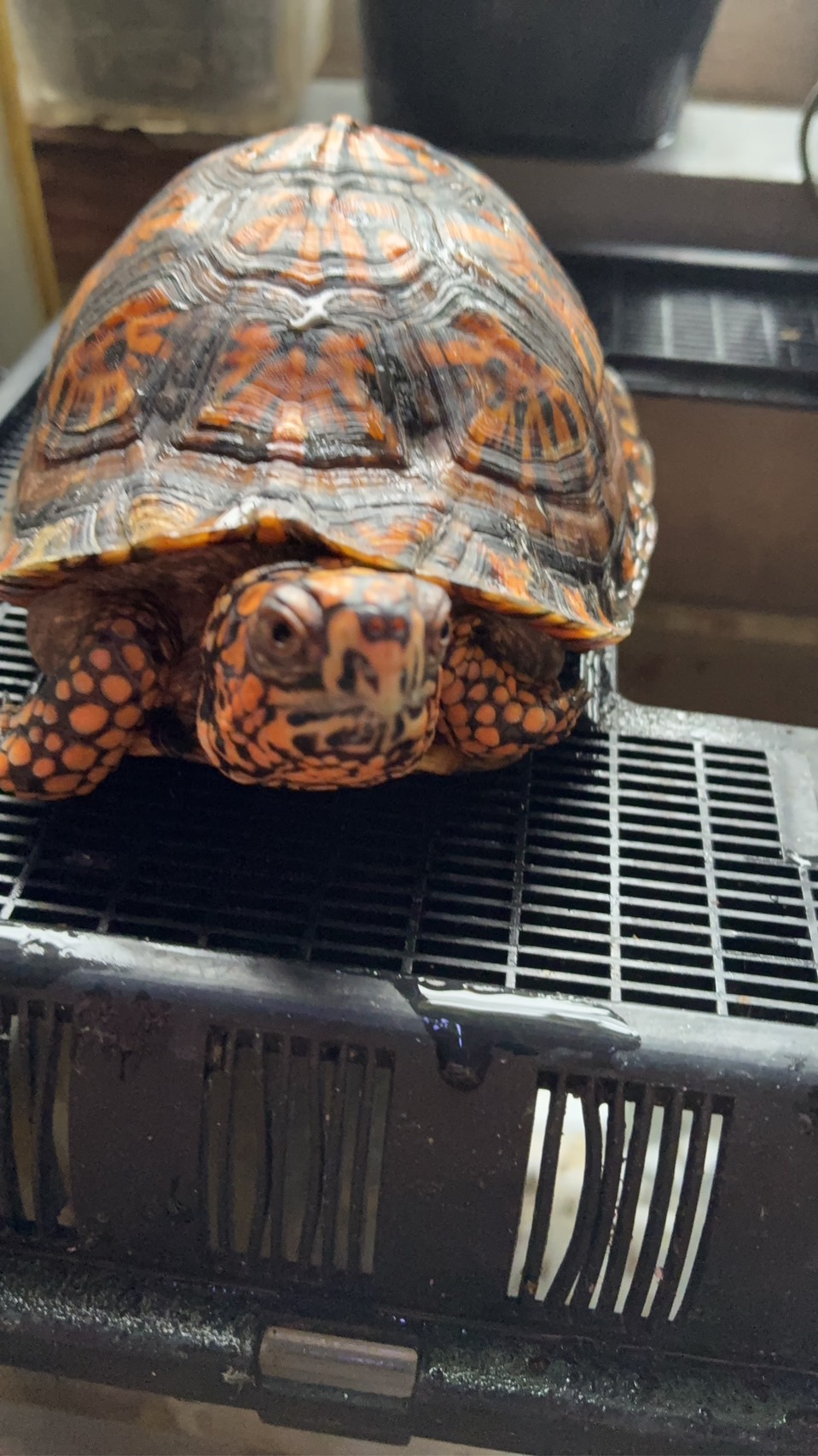 トウブハコガメ | 白黒はっきりつけます