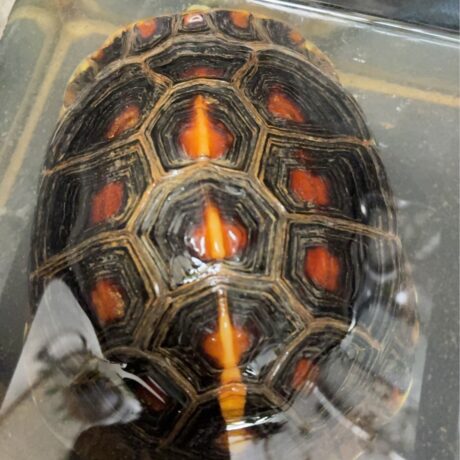 セマルハコガメ | 白黒はっきりつけます